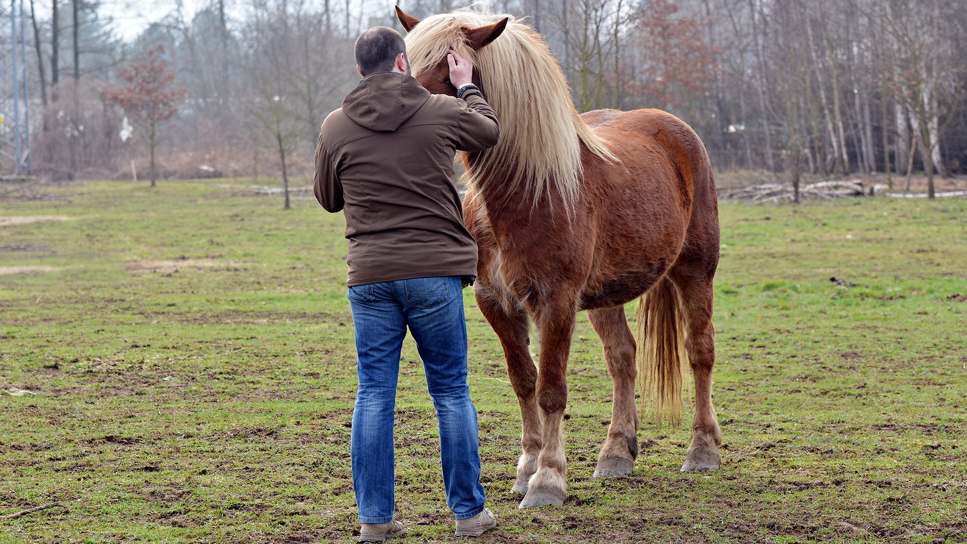 coaching with horses