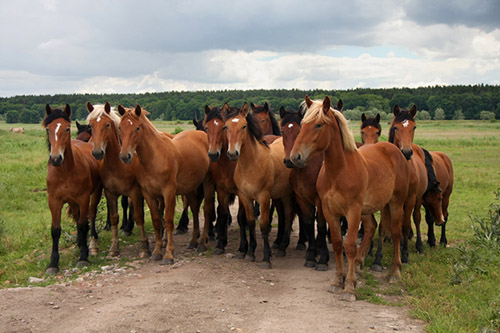 Team of Horses small